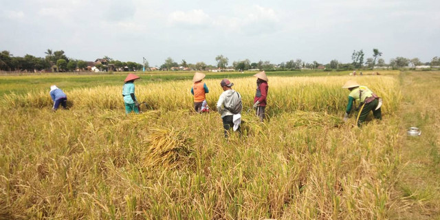 Dosen IPB Berhasil Panen Padi Unggul Perdana di Klaten melalui Program Dospulkam