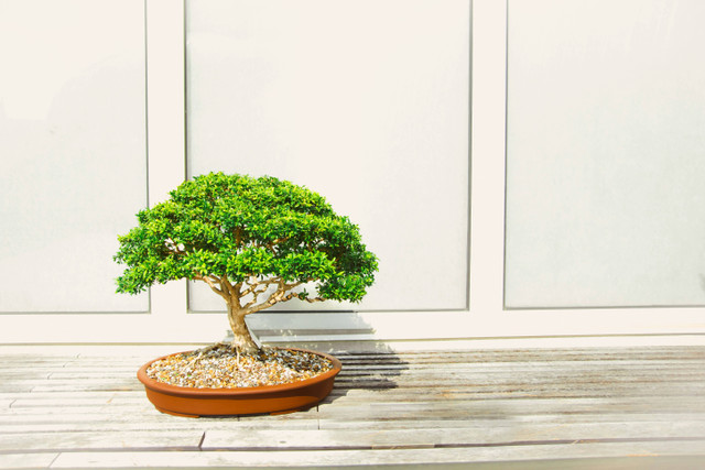 Ilustrasi cara merawat bonsai indoor. Unsplash.com/Todd-Trapani