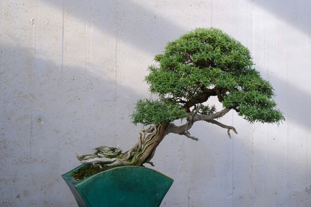 Ilustrasi kenapa bonsai mahal, foto: unsplash/Dario Bertolino