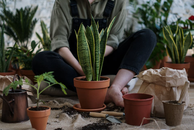 cara menanam bunga dalam pot. Sumber: Pexels/Cottonbro Studio