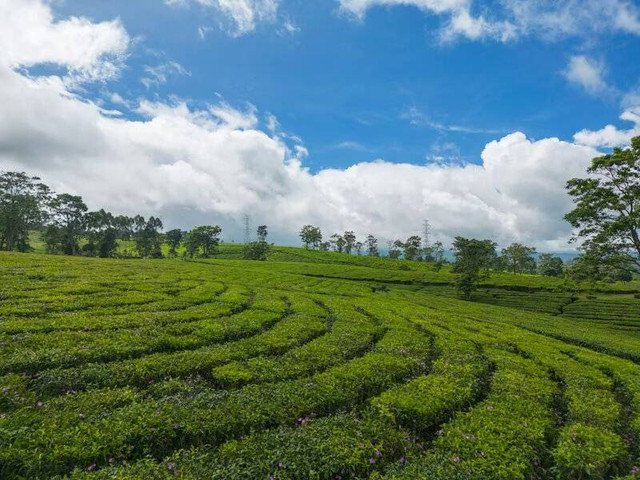 Wisata di Limbangan. Foto hanya ilustrasi, bukan tempat yang sebenarnya. Sumber: Unsplash/Yedija Luhur