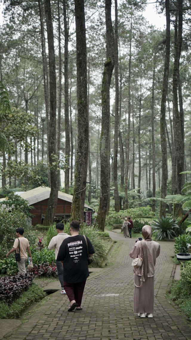 Spot Hutan Pinus yang Rimbun (Sumber Gambar: Dokumen Pribadi)