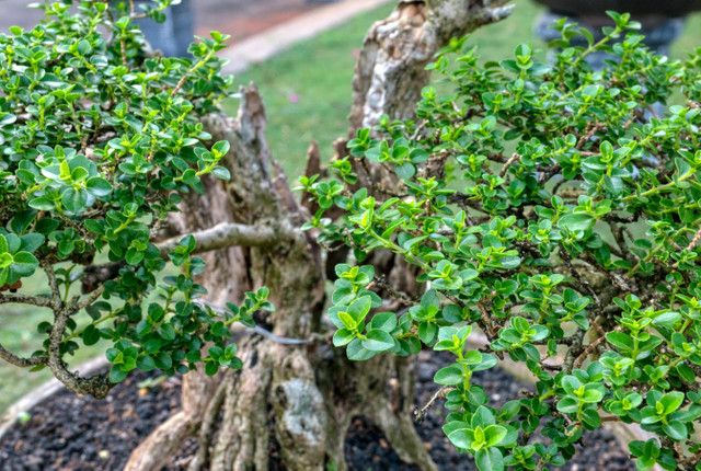 Ilustrasi Cara agar Daun Bonsai Lebat dan Indah. Pexels/Tom Fisk