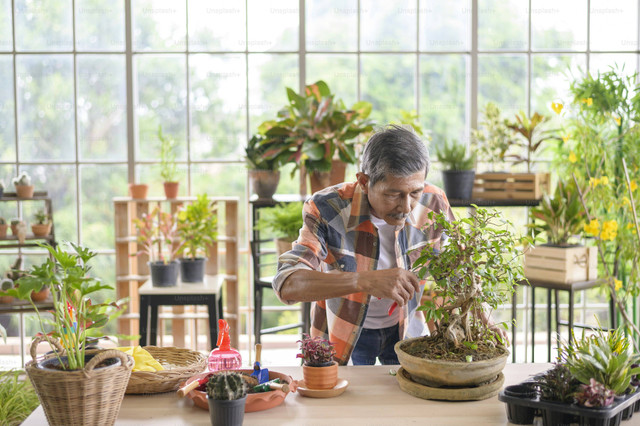 Ilustrasi Cara Merawat Bonsai Anting Putri agar Tumbuh Subur, Unsplash/Getty Images