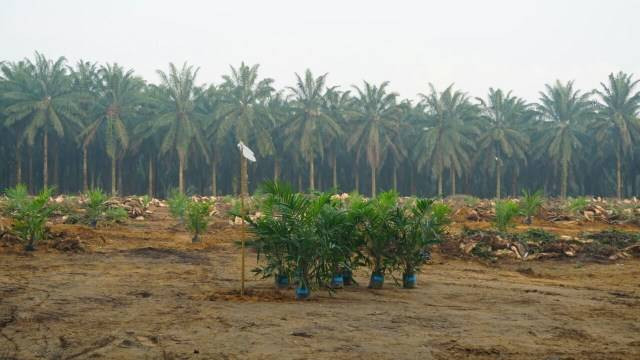 Ilustrasi penanaman peremajaan kebun kelapa sawit. Foto: Aprilandika Hendra/kumparan