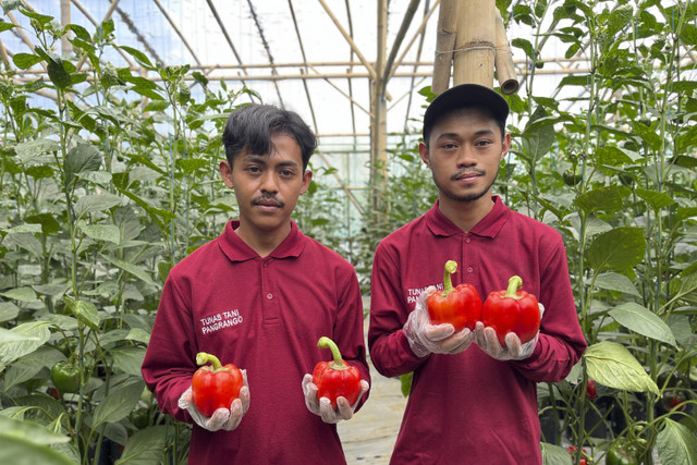 Petani Pangrango sedang memanen paprika.  Foto: Ela Nurlaela/kumparan