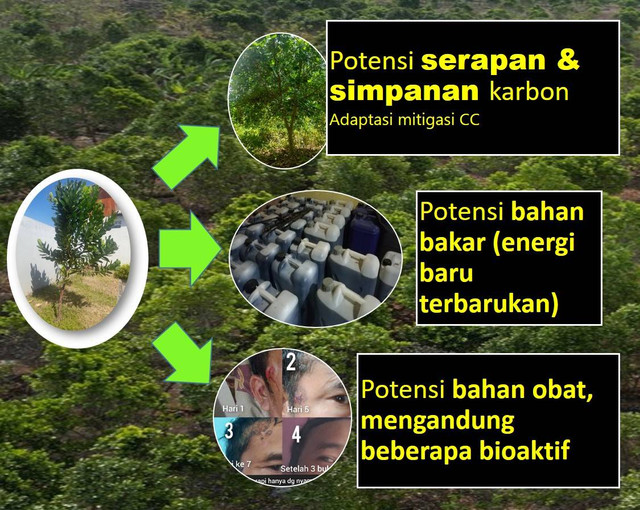 foto koleksi pribadi. Manfaat pohon nyamplung