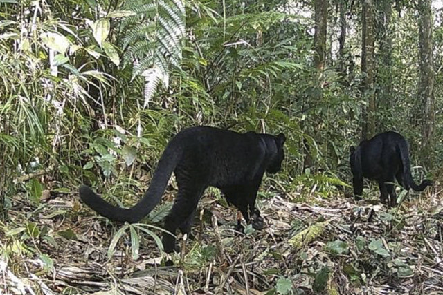 Sepasang macan kumbang tertangkap kamera di wilayah kerja Seksi PTN Wilayah I Lebak, Taman Nasional Gunung Halimun Salak yang di publikasi pada Kamis (30/10/2024). Foto: Instagram/ @btn_gn_halimunsalak