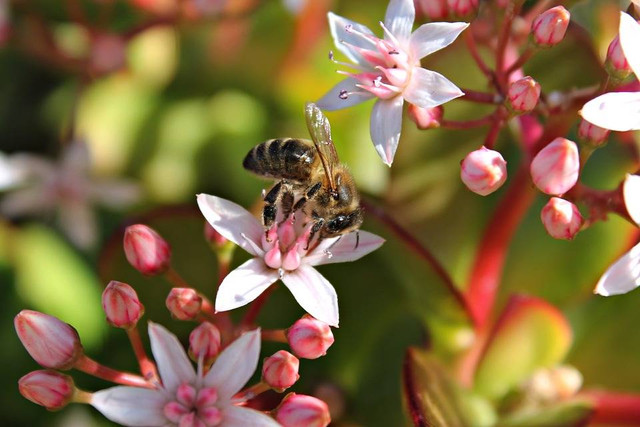 Ilustrasi apakah simbiosis terjadi pada setiap makhluk hidup. Foto: Pixabay