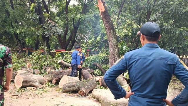 Petugas berada di lokasi 2 pohon tumbang di Jalan Cisadea, Cibenying Kidul, Bandung saat hujan deras pada Jumat (1/11). Foto: Robby Bouceu/kumparan