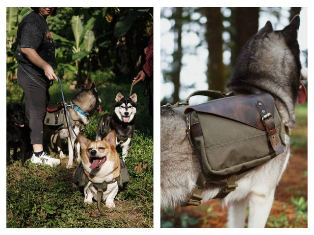 Tas The Frontier Pack ciptaan tim Hound ITS saat digunakan oleh anjing berukuran sedang dan besar.