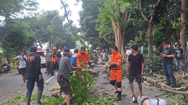 Pohon tumbang di Jalan Tentara Pelajar, Kota Bogor, menyebabkan seorang pemotor tewas tertimpa, Jumat (1/11). Foto: Dok. Istimewa