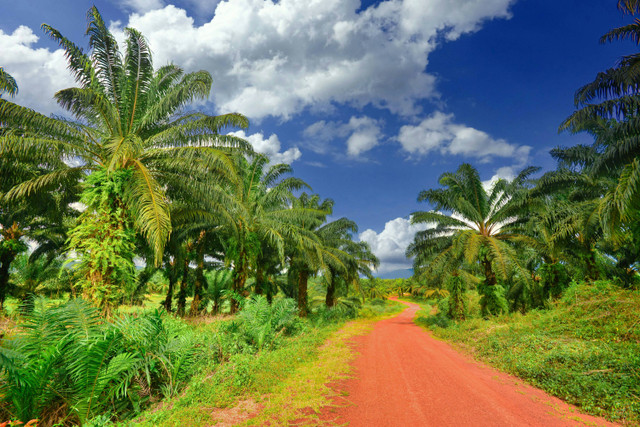 Ilustrasi pupuk eco farming untuk sawit, foto: unsplash/allPhoto Bangkok