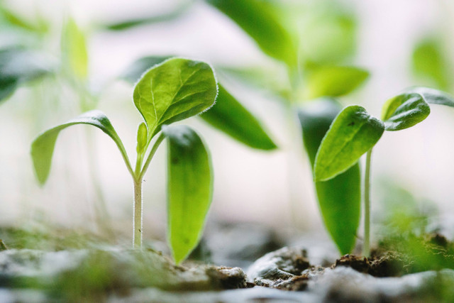 Ilustrasi cara aplikasi eco farming fotosintesa, foto: unsplash/Francesco Gallarotti