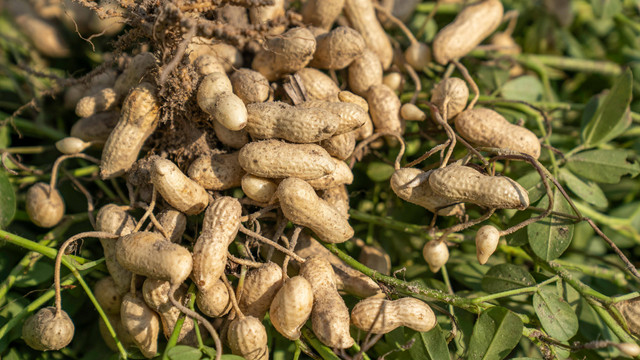 Ilustrasi waktu pemupukan kacang tanah. Foto: Pexels.com/Mark Stebnicki