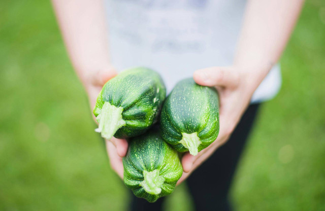 Ilustrasi jarak tanam zucchini. Foto: Pexels.com/Les Bourgeonniers