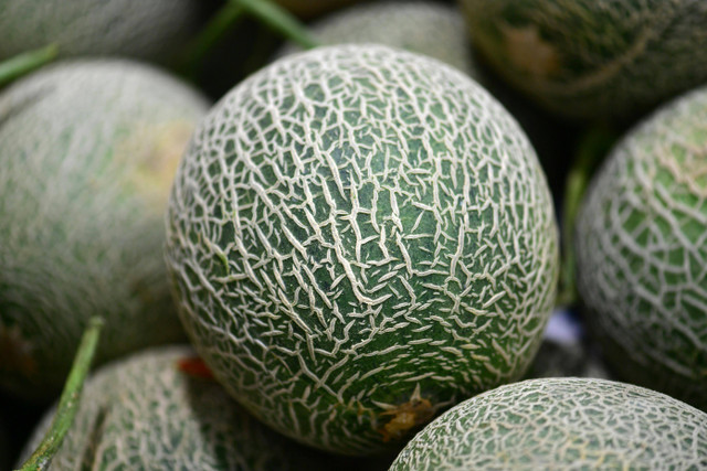 Ilustrasi jarak tanam melon. Foto: Pexels.com/Chen Te