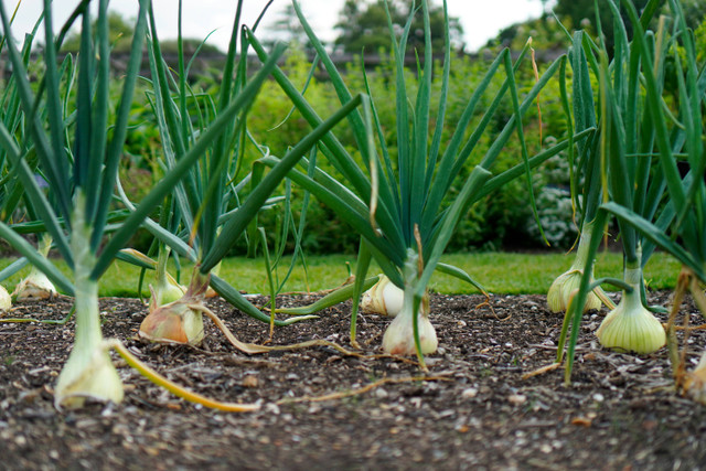 Ilustrasi Jarak Tanam Daun Bawang agar Tumbuh Optimal, Unsplash/Natalia Gasiorowska