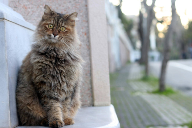 Rekomendasi Nama Kucing. Foto: Pexels/Berkay Nebioğlu