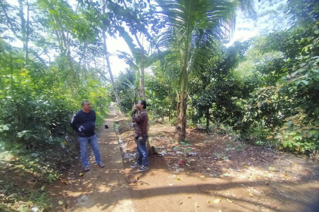 Kebun Manggis yang sering dijadikan Gunawan 'SadBor' untuk live TikTok.  Foto: Dok. Istimewa