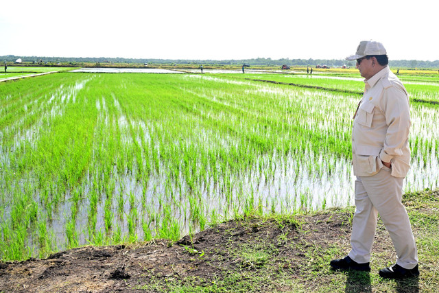 Presiden Prabowo Subianto meninjau lahan pertanian di Desa Telaga Sari, Distrik Kurik, Kabupaten Merauke, Papua Selatan, Minggu (3/11/2024). Foto: Rusman/Biro Pers Sekretariat Presiden