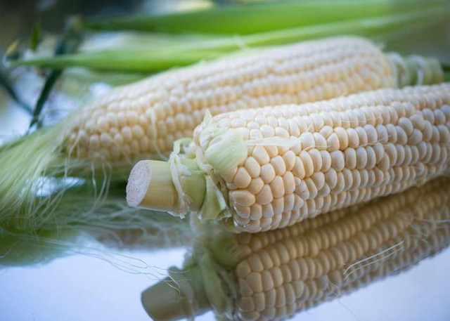 Ilustrasi Jarak Tanam Ideal Jagung Manis, Unsplash/Cristina Anne Costello