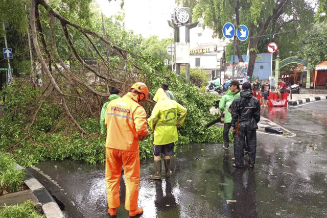 Pohon tumbang di Gondangdia, Jakarta Pusat, pada Minggu (3/11/2024). Foto: Dok. Istimewa