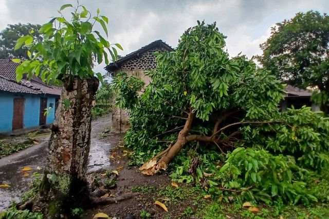 Hujan dan angin kencang menyebabkan sejumlah pohon tumbang di Kabupaten Sleman. 
 Foto: BPBD Sleman