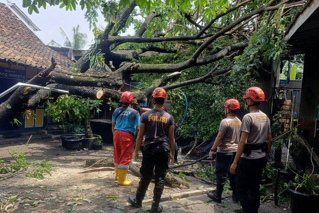 Hujan dan angin kencang menyebabkan sejumlah pohon tumbang di Kabupaten Sleman. 
 Foto: BPBD Sleman