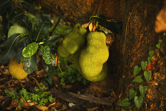 Ilustrasi jarak tanam nangka sayur. Foto: Pexels.com/Gabriela Sakita