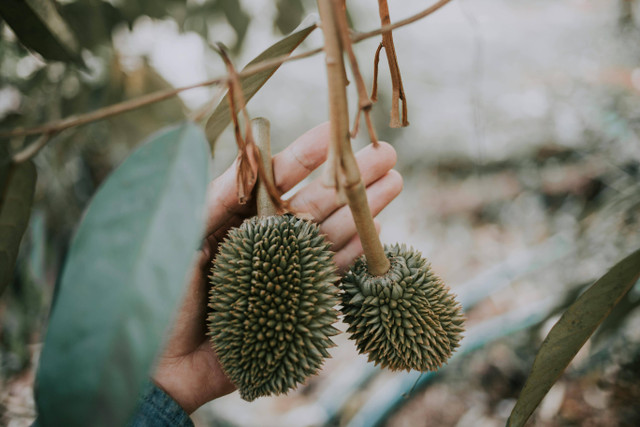 Ilustrasi penyebab bibit durian rontok daun. Pexels/HONG SON