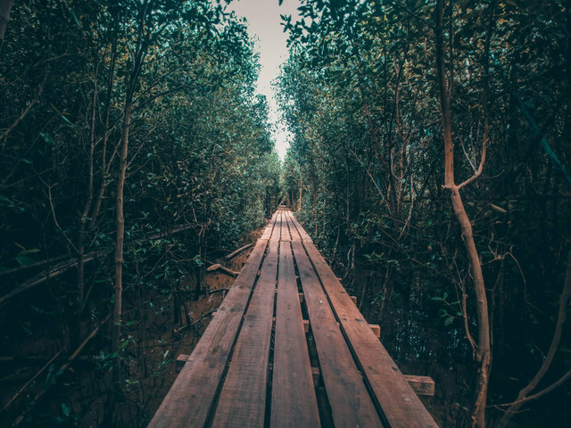 Wisata Mangrove Tapak. Foto hanya ilustrasi, bukan tempat sebenarnya. Sumber: unsplash.com/Muhammad Hafizh.