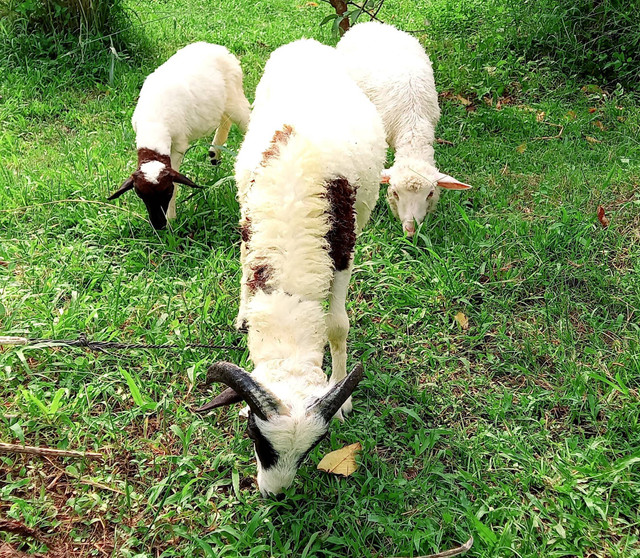 Menghadapi keterbatasan lahan dan jumlah pakan rumput hijauan segar (photo credit: Dewi Ratna Kurniasari)