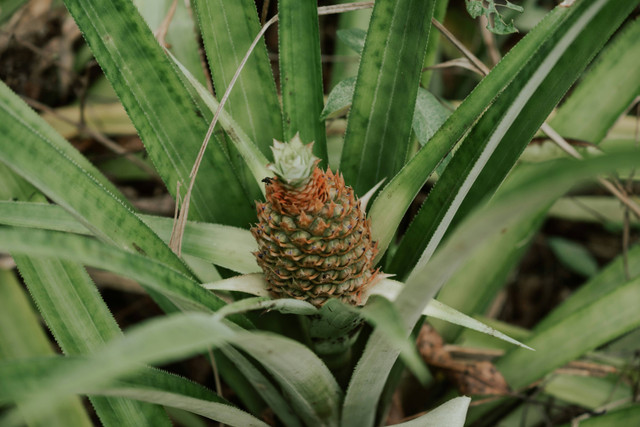 Ilustrasi Jarak Tanam Nanas yang Tepat agar Berbuah Lebat, Unsplash/Mieke Campbell