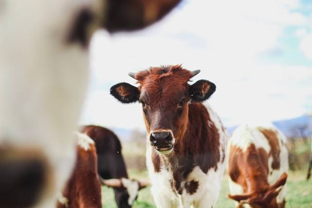 Kampung Sapi Adventure. Foto Hanya Ilustrasi Bukan Tempat Sebenarnya. Sumber Foto: Unsplash.com/Kylee Alons on Unsplash