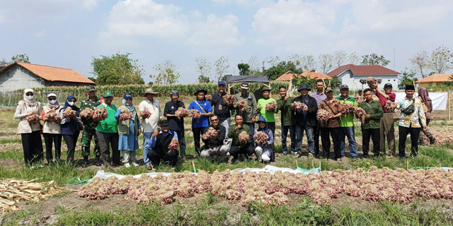 Teknologi IPB Berhasil Tingkatkan Produktivitas Bawang Merah 26 Persen