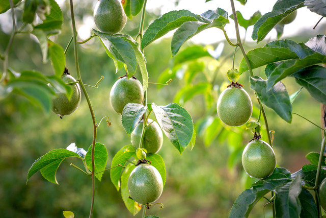 Ilustrasi Hama Pohon Markisa,Foto:Pexels/Quang Nguyen Vinh