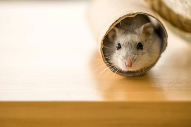 Ilustrasi cara menangkap hamster yang hilang di rumah. Sumber: henry lai/unsplash