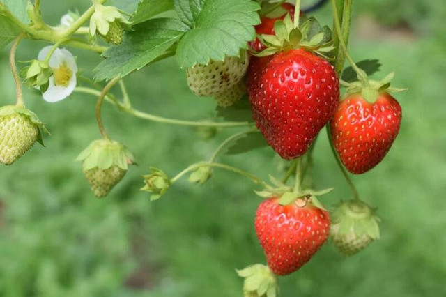 Kebun Strawberry Semarang. Foto hanya ilustrasi, bukan tempat yang sebenarnya. Sumber: Unsplash/Oliver Hale