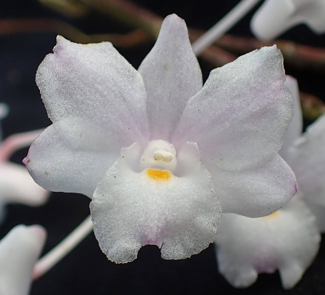 Anggrek Dendrobium mutabile. Foto: Aninda