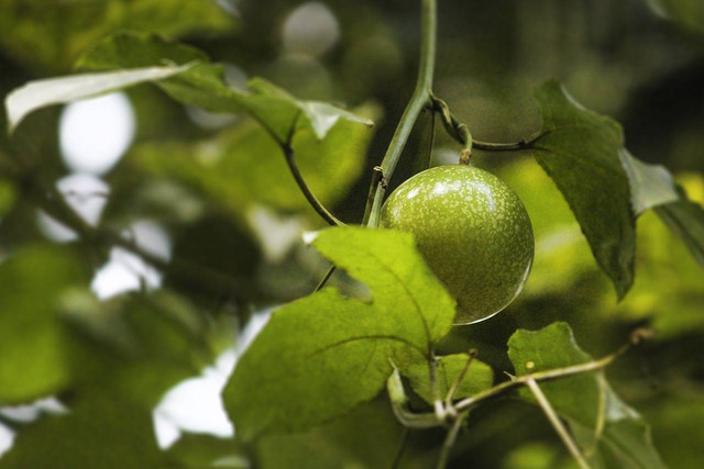 Ilustrasi cara menanam pohon markisa di tanah, Foto: Pixabay/bobanmk