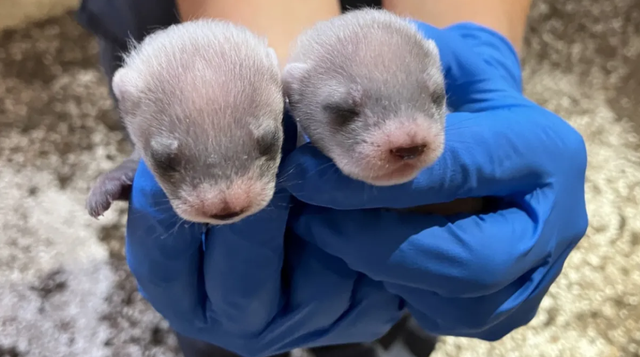 Dua bayi musang berusia 3 minggu dari induk hasil kloning. Foto: NZCBI/FWS