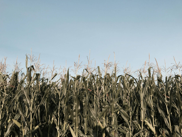 Jarak Tanam Jagung Manis. Unsplash/Julia Bielawska