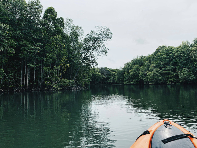 Ilustrasi Jarak Tanam Mangrove. Unsplash/Vanessa