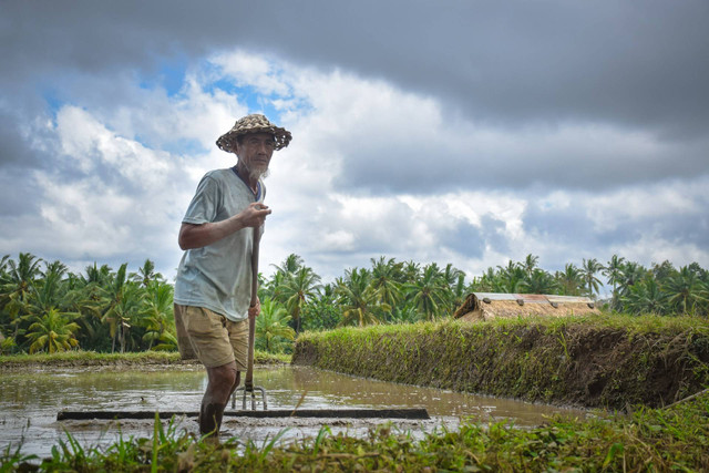 Ilustrasi cara menghitung zakat padi sawah. Sumber: sergio capuzzimati/unsplash