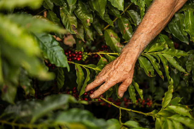 Ilustrasi jarak tanam kopi sistem pagar yang tepat. Foto: Pexels.com/Nicole Queiroz