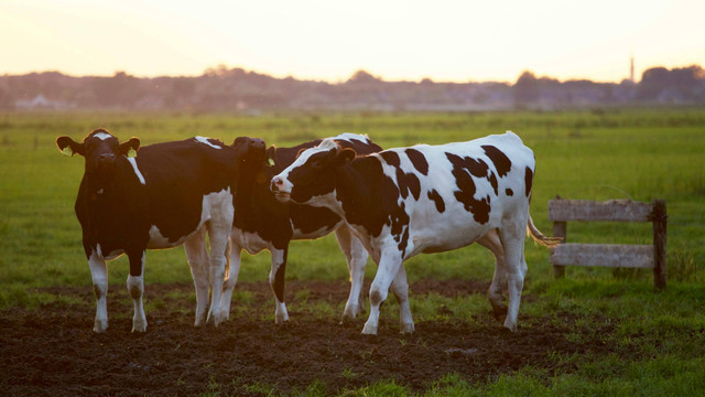 Milkindo Green Farm (Foto hanya ilustrasi, bukan tempat sebenarnya) Sumber: pexels/ Matthias Zomer