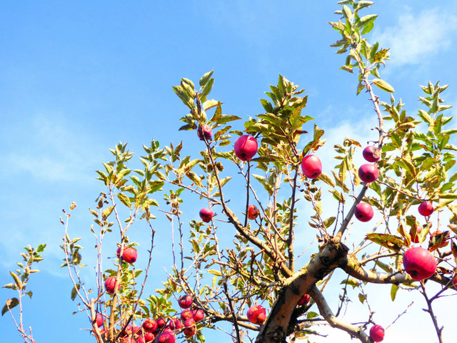 Ilustrasi waktu berbuah pohon apel, foto: unsplash/Karin Kim