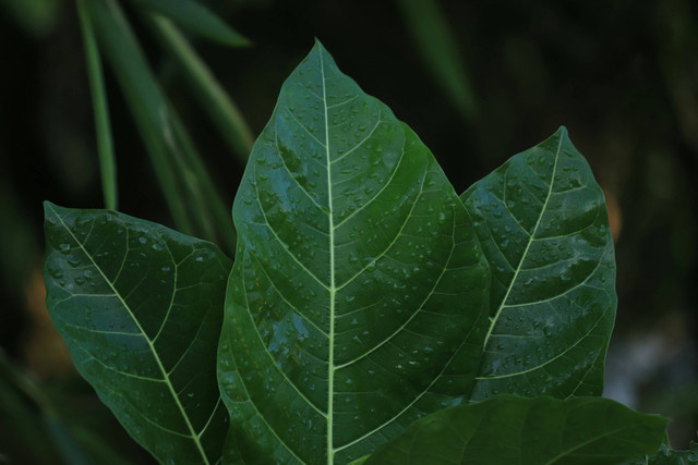 Ilustrasi jarak tanam nilam, foto: unsplash/Mufid Majnun