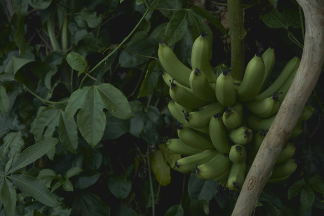 Ilustrasi jarak tanam pisang, foto; unsplash/Tevei Renvoyé